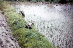 nam91f